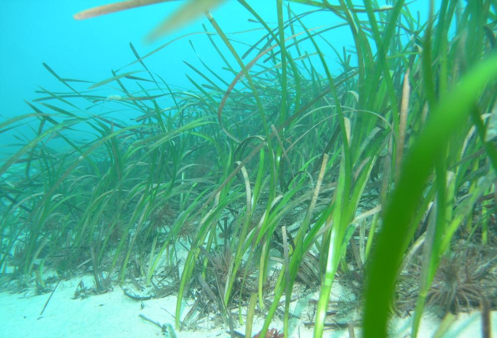 Seagrass Underwater Heroes Eden Project Seagrass Underwater Heroes Eden Project